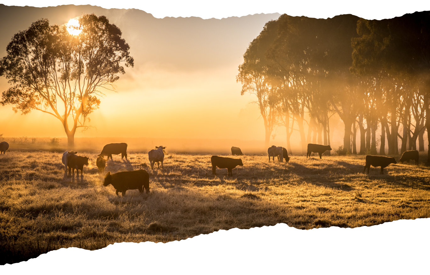 Imagem sem descrição