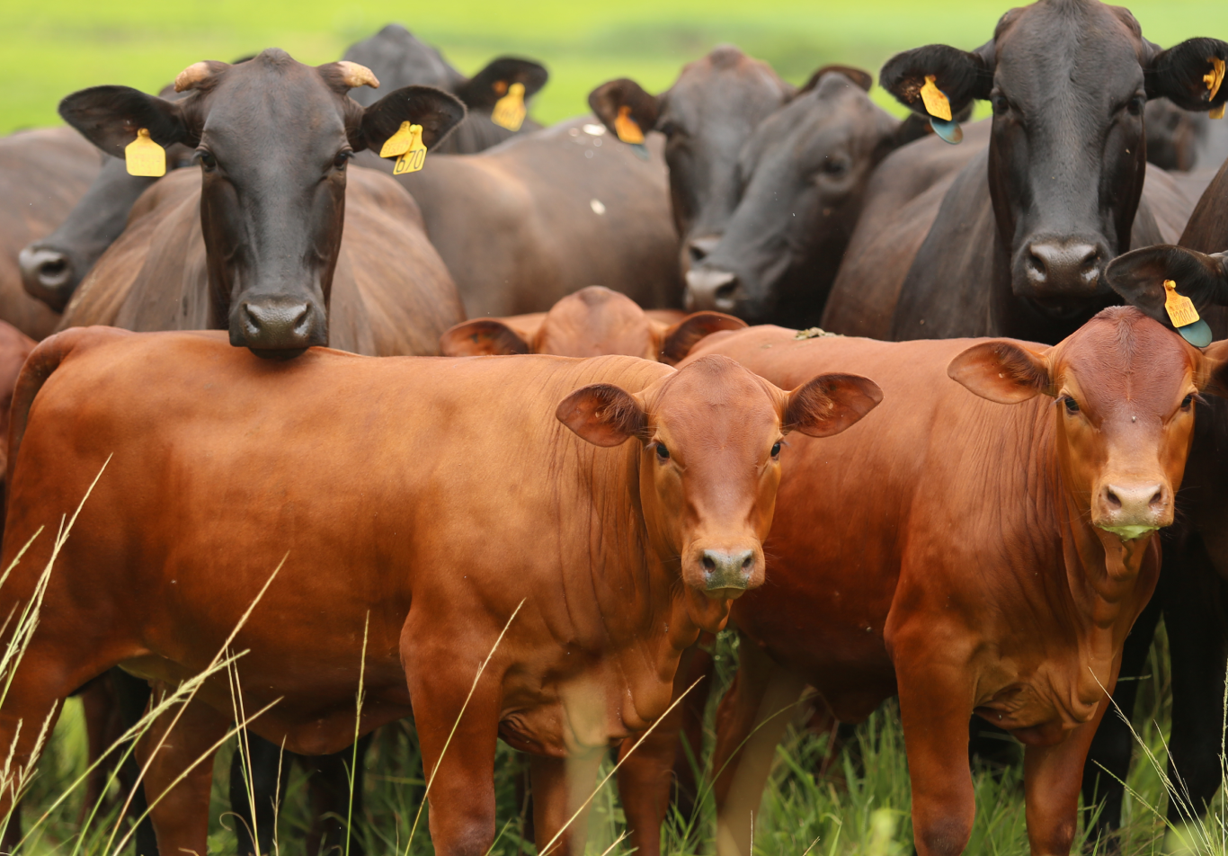 Imagem sem descrição